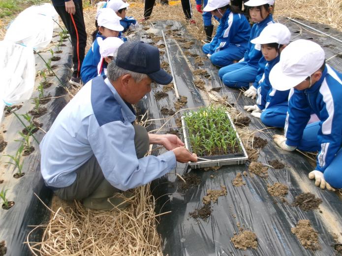 とうもろこしの苗植え１