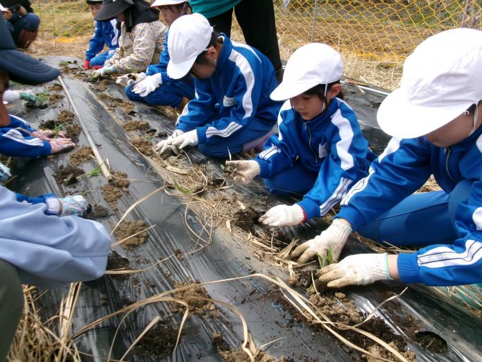 とうもろこしの苗植え２
