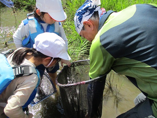 川の生き物調べ２