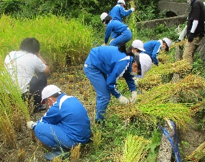 稲刈り