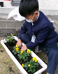 パンジー植え