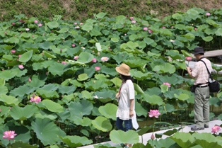 はすの花