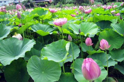 ハス公園