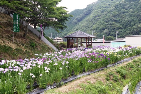 菖蒲園