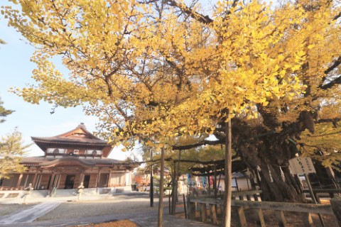 誕生寺